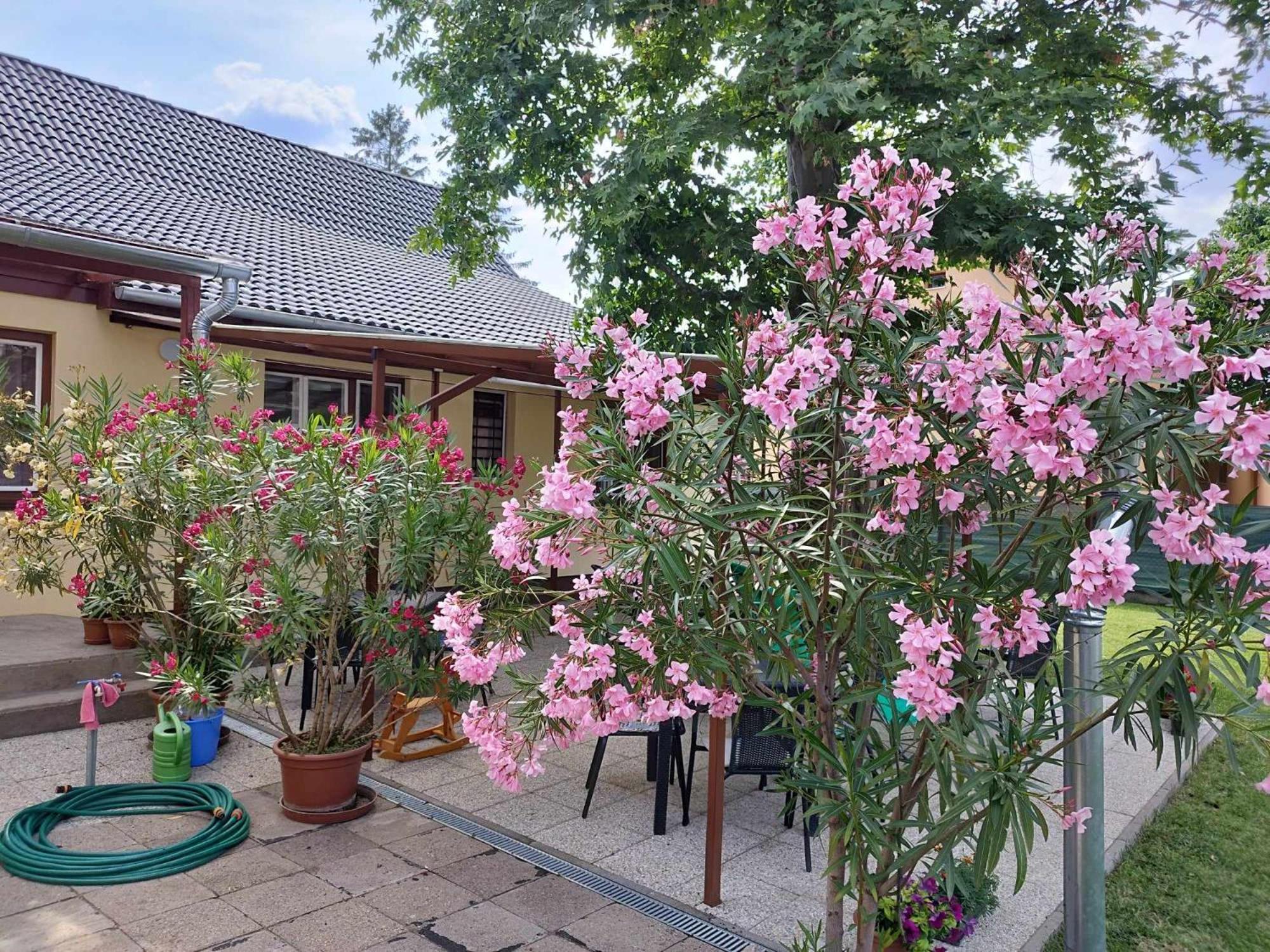 Tartos Szegfu Vendeghaz, Maganszallas Tazlar Exteriör bild
