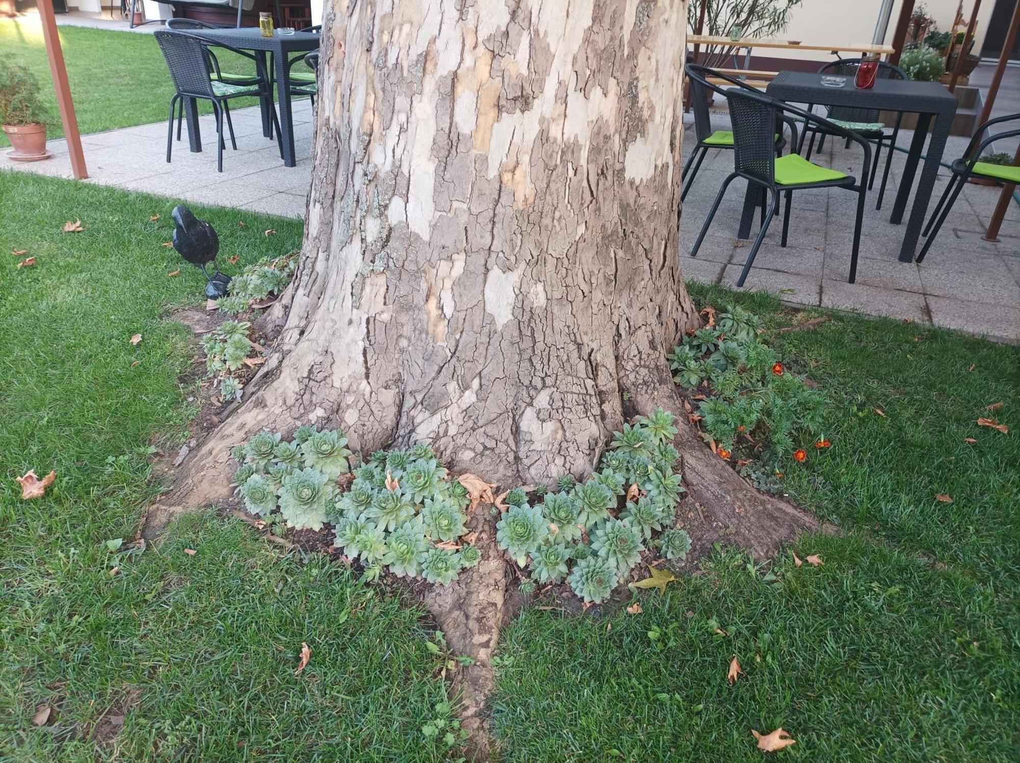 Tartos Szegfu Vendeghaz, Maganszallas Tazlar Exteriör bild